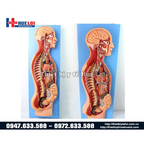 Mô hình giải phẫu hệ thần kinh tự chủ